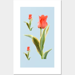 Tulipa  'Fire of Love'   Greigii Group  Tulip Posters and Art